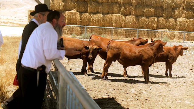 La Importancia de la Vaca Roja y el Kohen: Una Perspectiva Profética